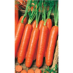 Морковь НАНТСКАЯ 4 (большой пакет) — Семян в 5 раз больше, чем в обычном пакете!