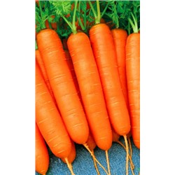 Морковь РОЯЛ ФОРТО — Хорошо хранится!